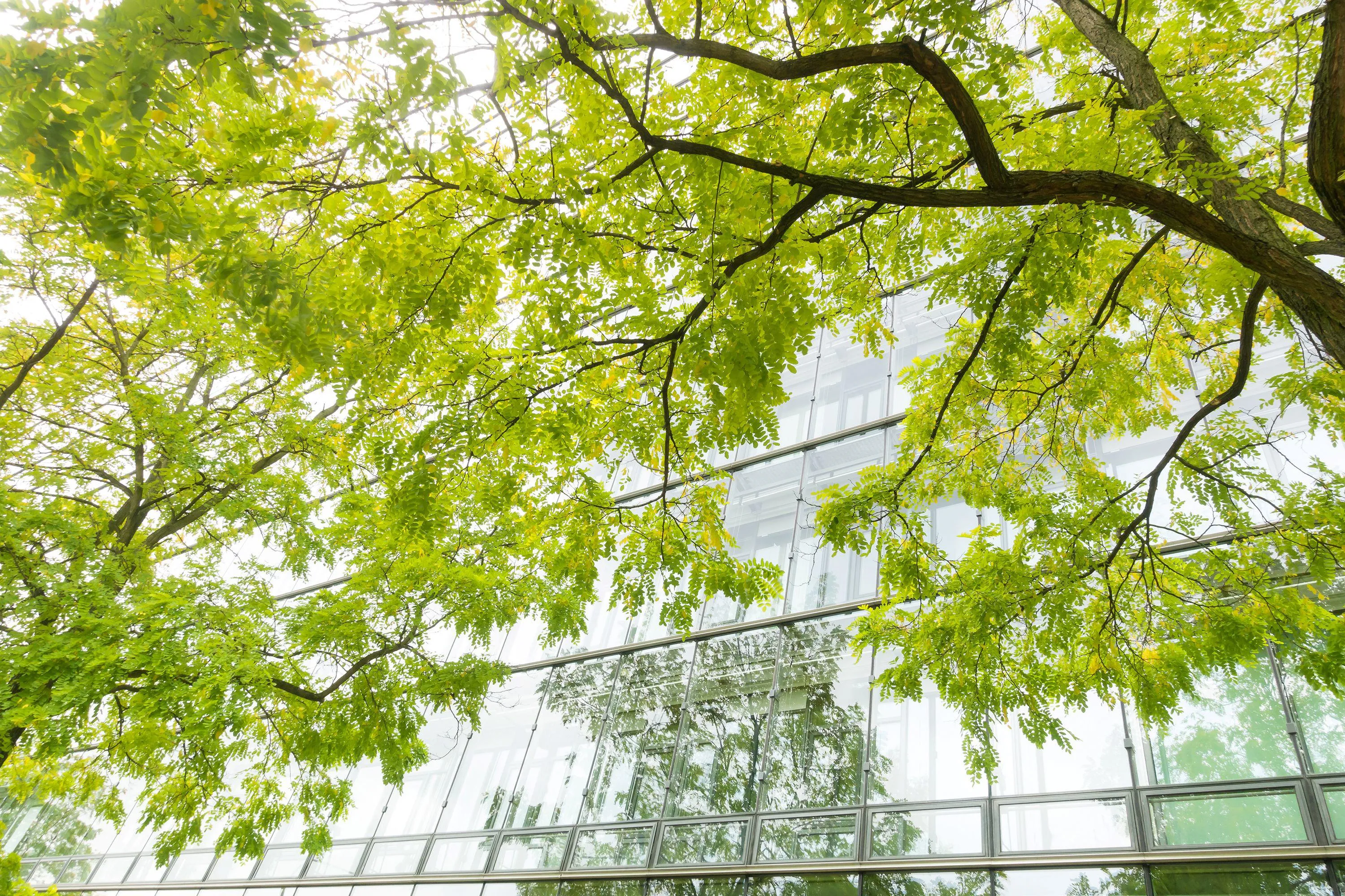 Sustainability - A tree outside office windows