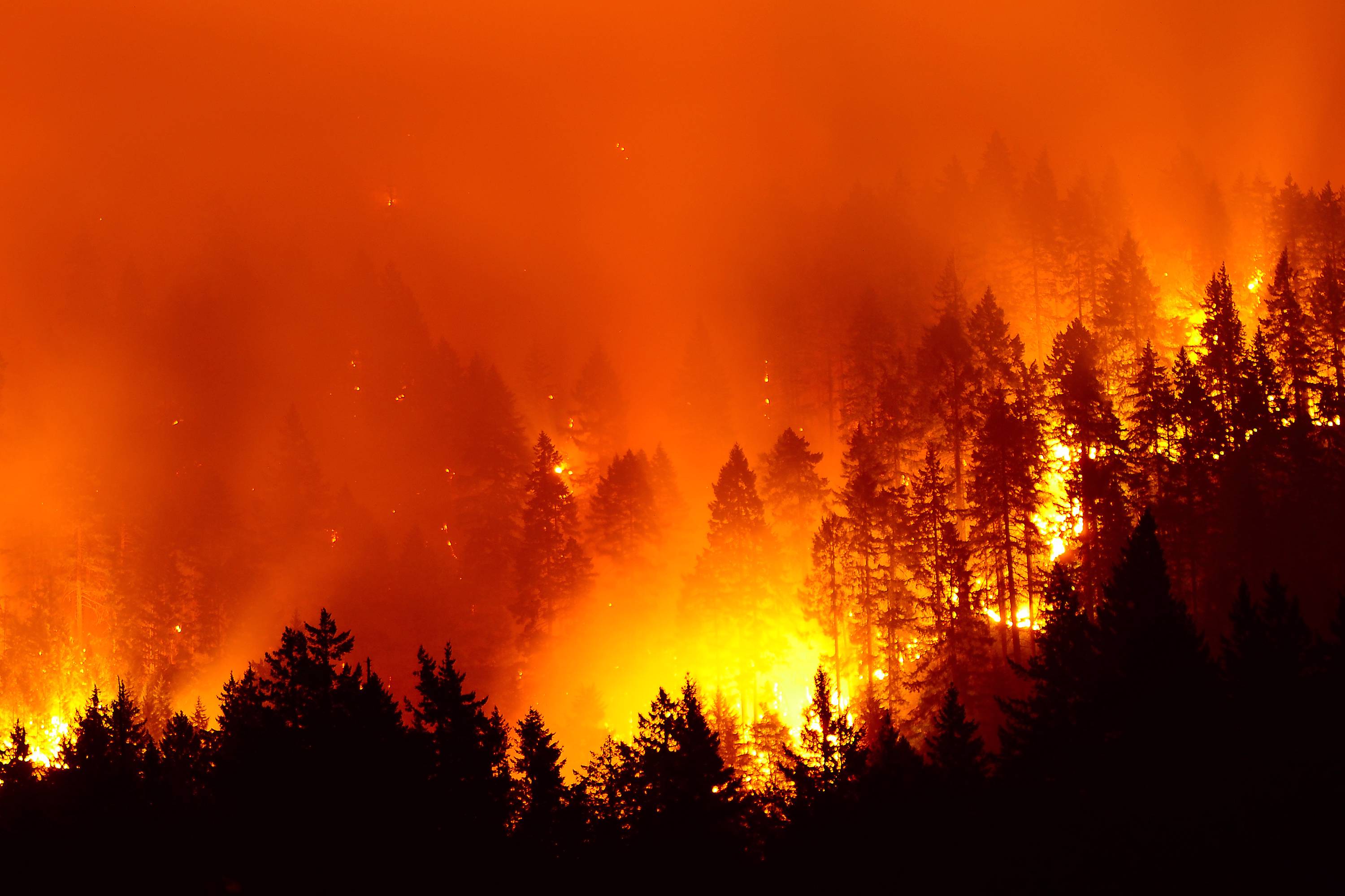 Blazing fire in forest