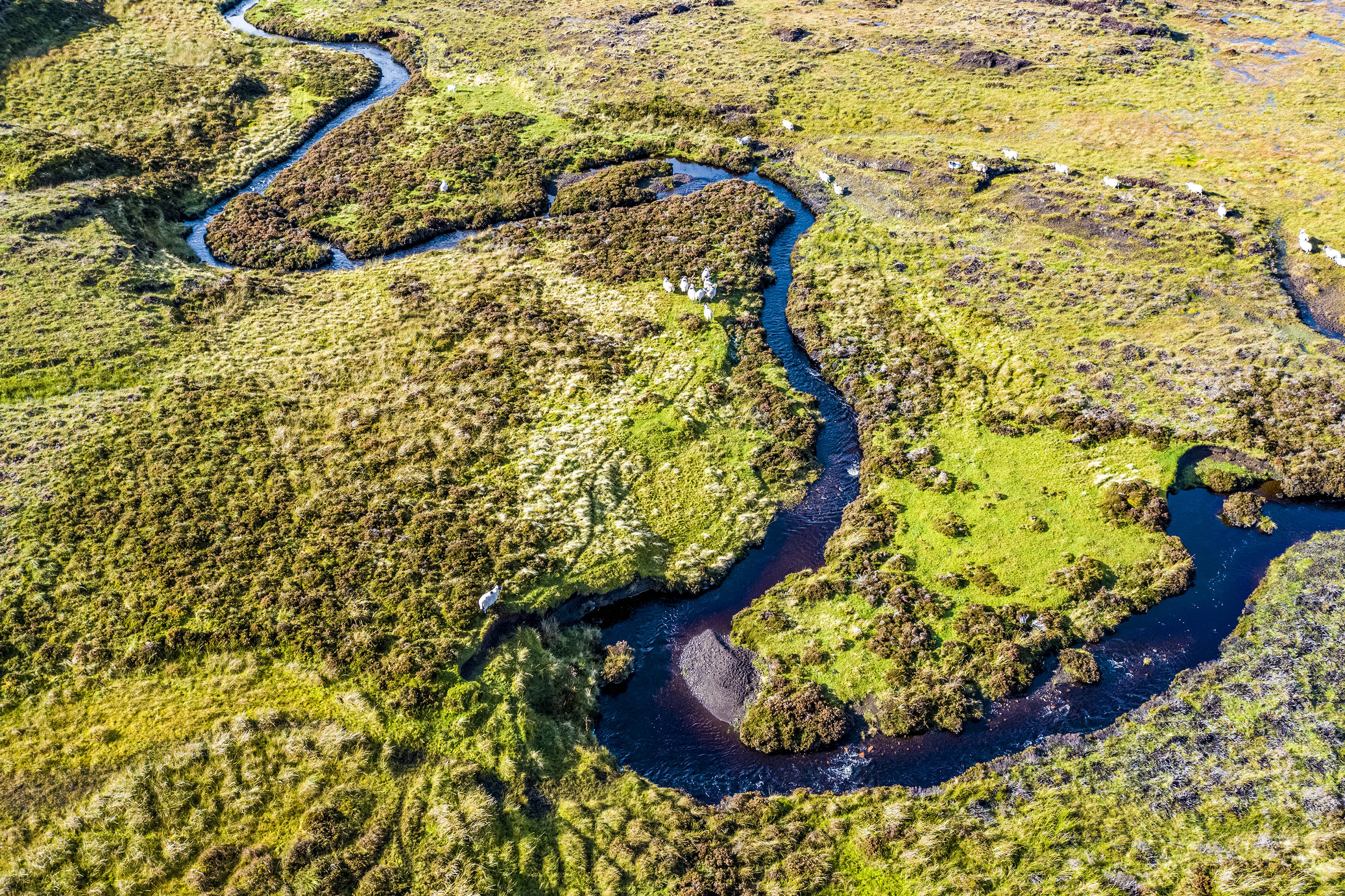 Meandering river through wetlands