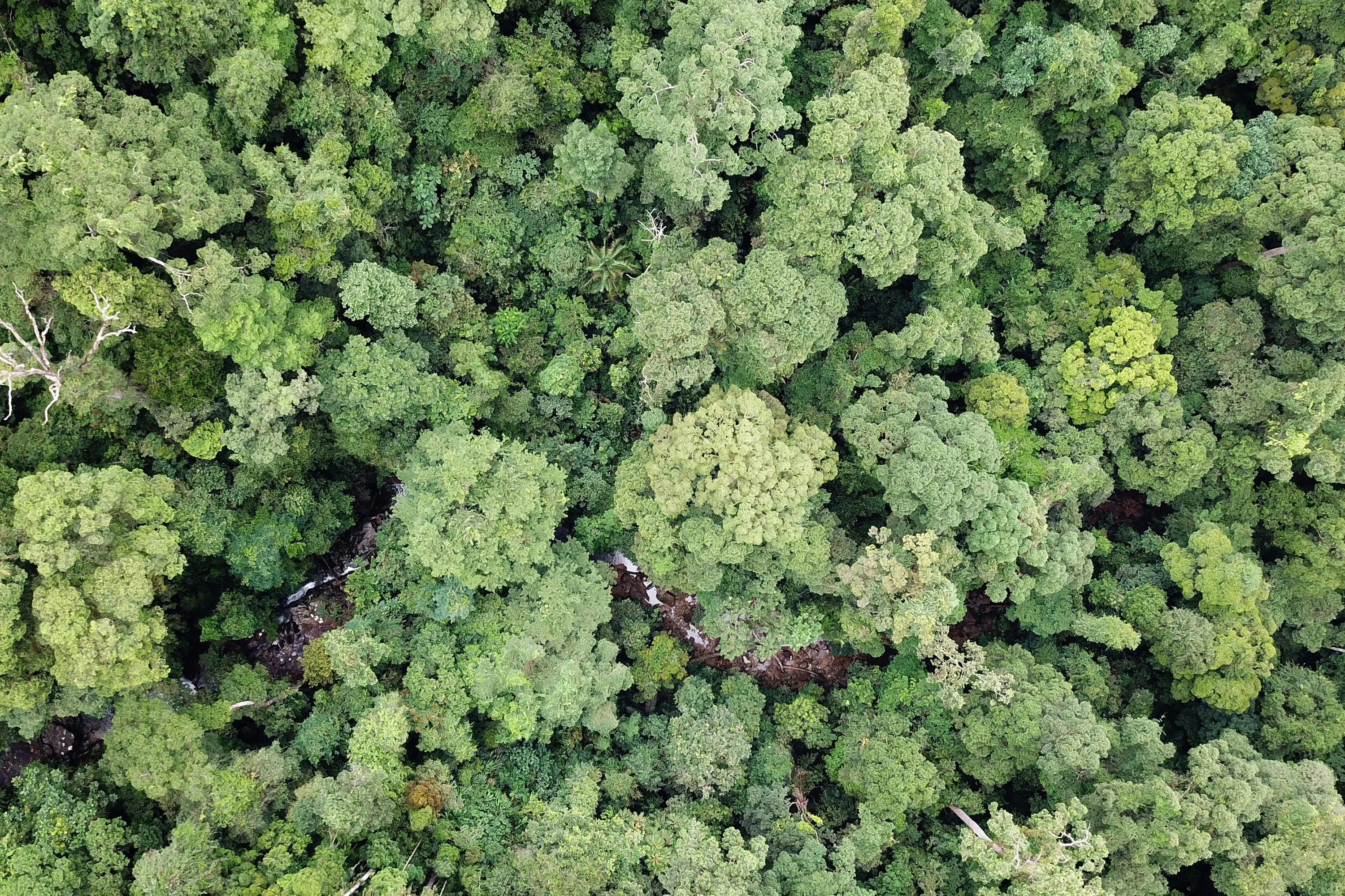 Rainforest in South East Asia