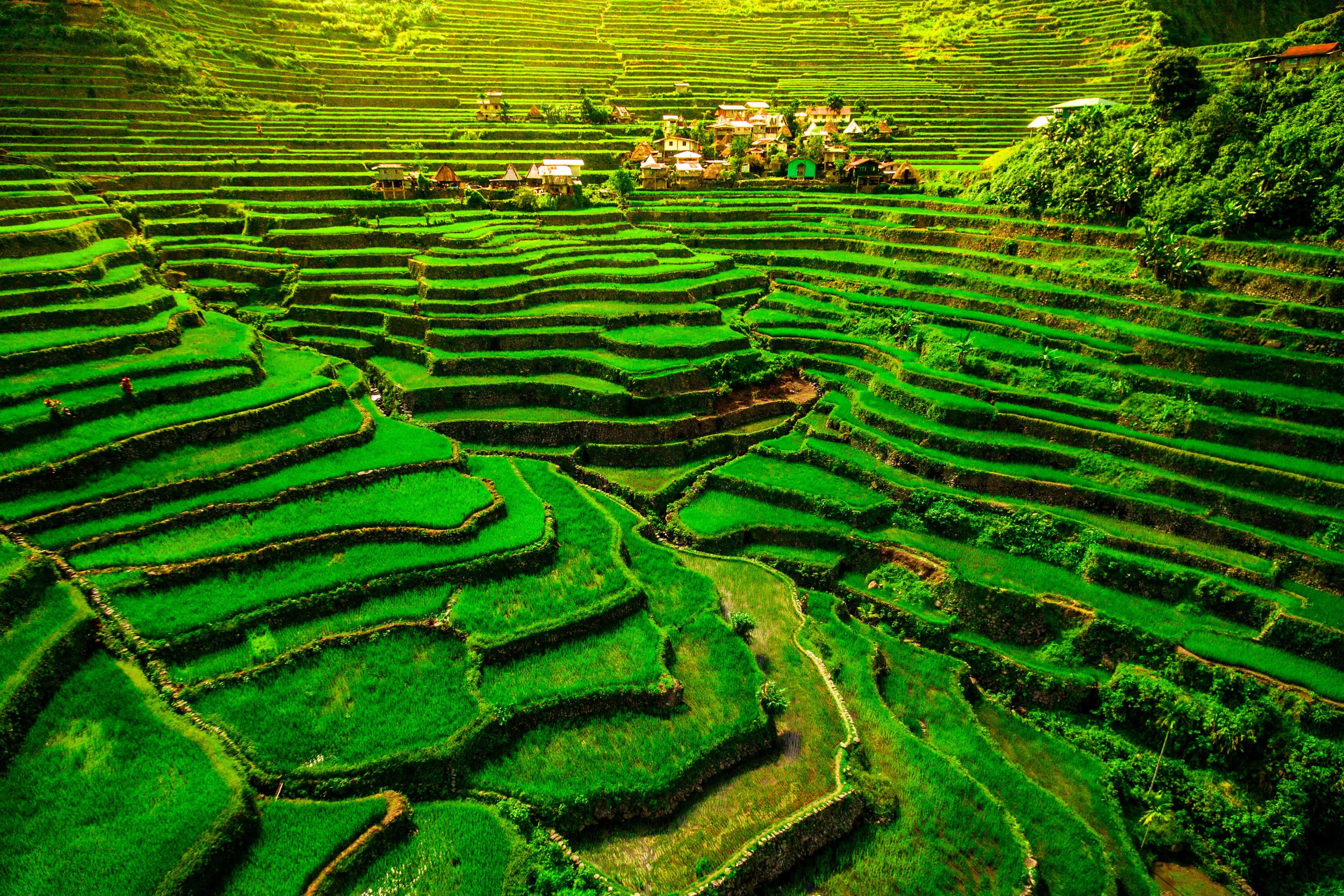 Rice fields