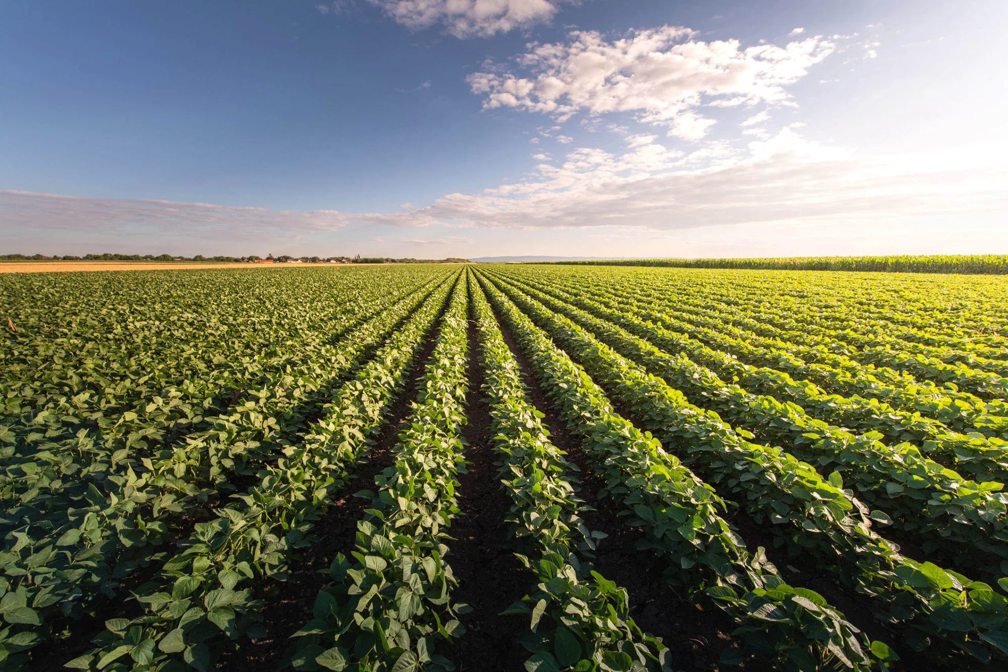 Soy field