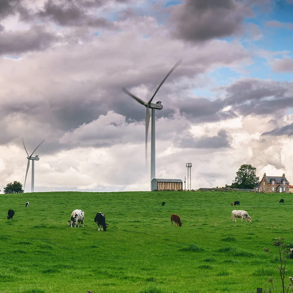 Farm animals in a field in front of onshore wind turbines